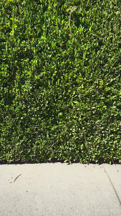 Star + Moon Crochet Bag - Forest Green and Black